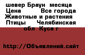 шевер Браун 2месяца › Цена ­ 200 - Все города Животные и растения » Птицы   . Челябинская обл.,Куса г.